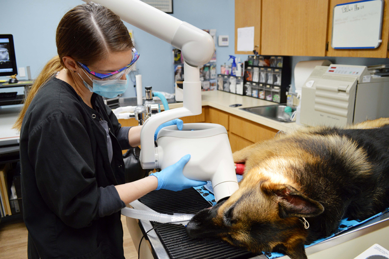 Veterinary Services Largo, FL Seminole Boulevard Animal Hospital